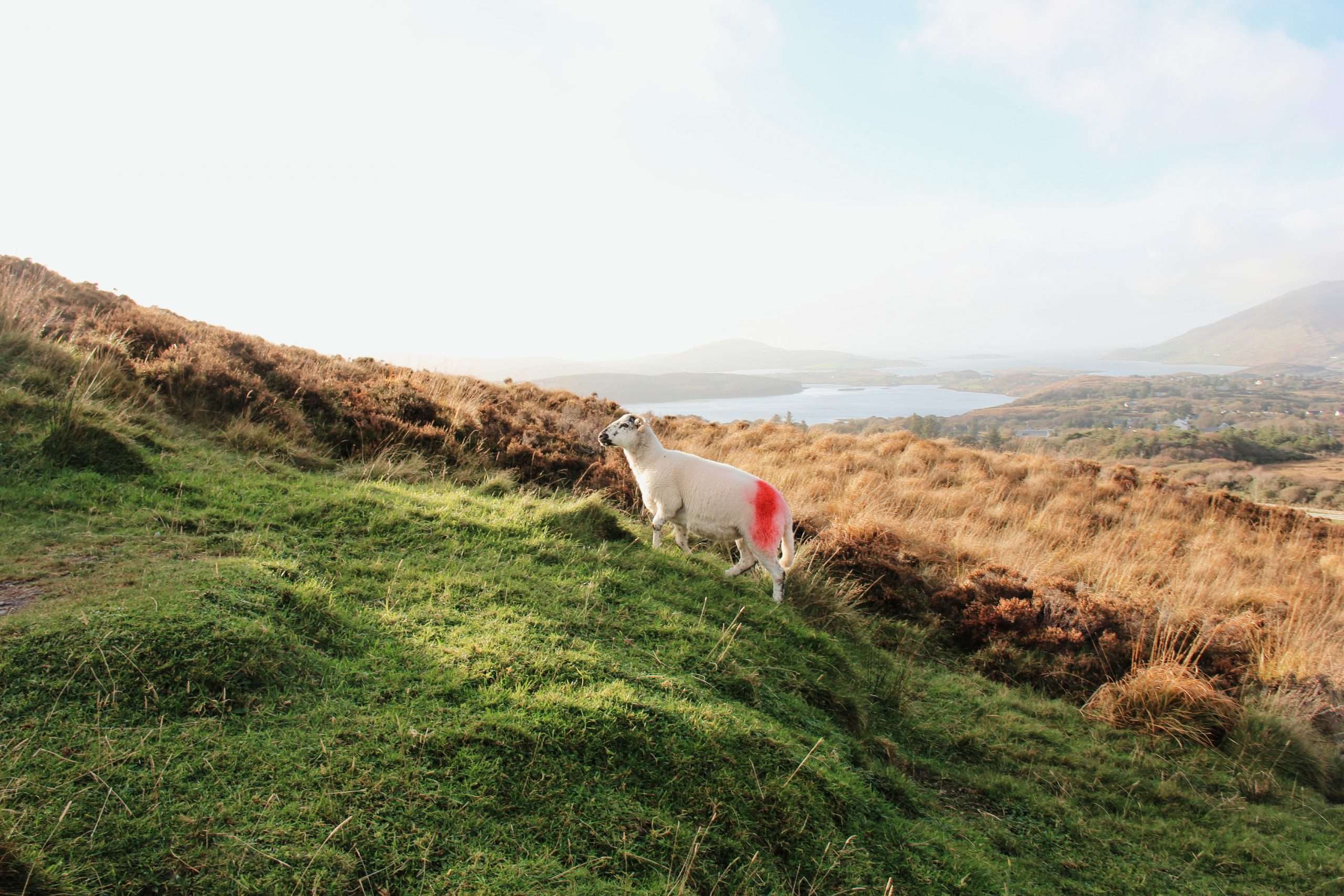 Goat in Connemara National Park, Ireland
